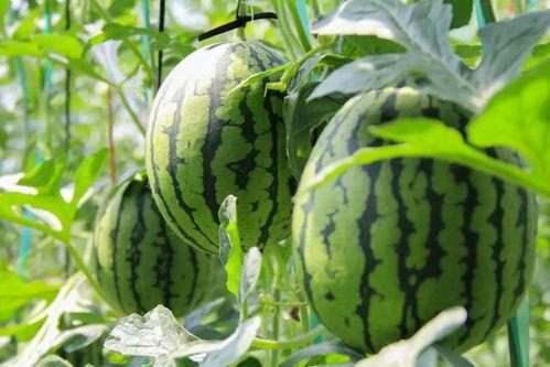 吃瓜网 - 免费吃瓜,免费吃瓜,畅享娱乐盛宴 第3张 吃瓜网 - 免费吃瓜,免费吃瓜,畅享娱乐盛宴 第3张